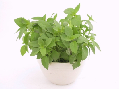 Picture of Basil Lemon